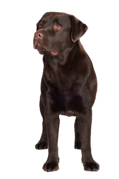 Çikolata labrador retriever köpek — Stok fotoğraf