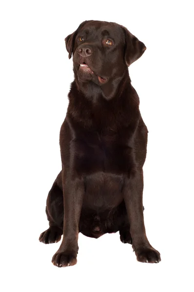 Labrador-sjokoladehund – stockfoto