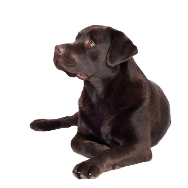 Chocolate labrador retriever dog — Stock Photo, Image