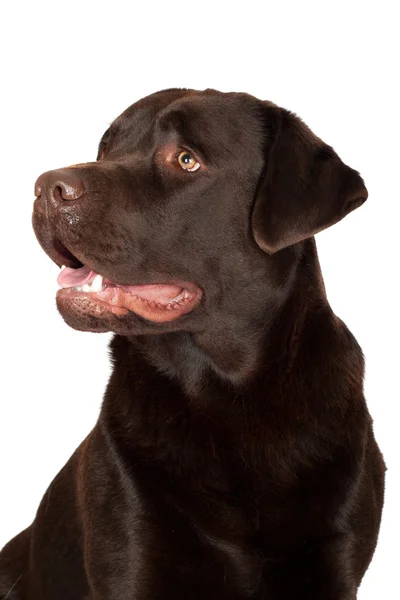 Chocolate labrador retriever dog — Stock Photo, Image