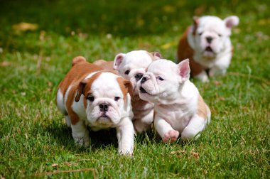 İngilizce bulldog yavrusu açık havada