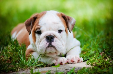 İngilizce bulldog yavrusu açık havada