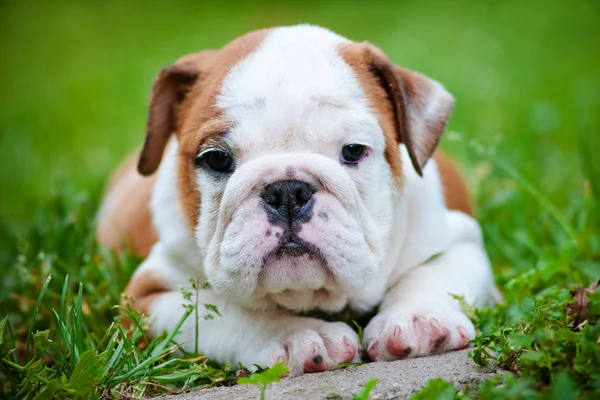 Engels bulldog pup buitenshuis — Stockfoto