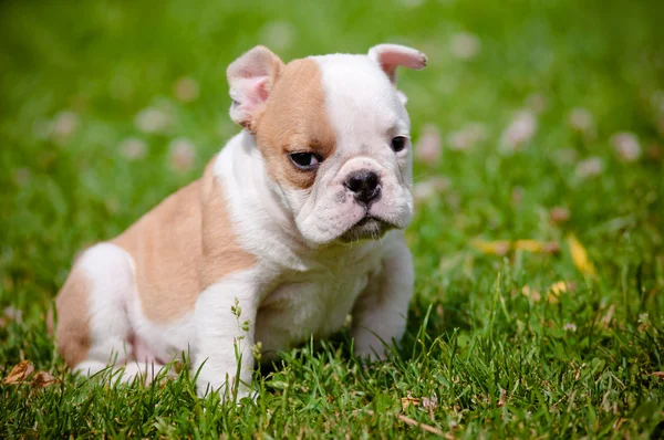 Engels bulldog pup buitenshuis — Stockfoto