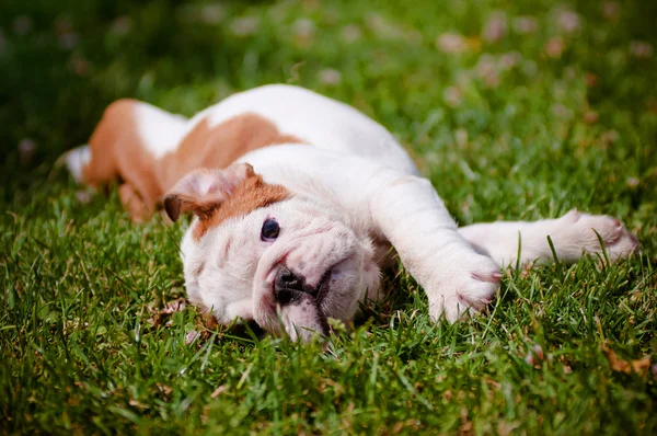 Engels bulldog pup buitenshuis — Stockfoto