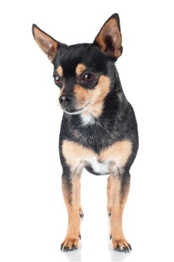Chihuahua köpeği beyazı izole etmiş.