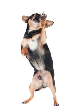 Chihuahua köpeği beyazı izole etmiş.