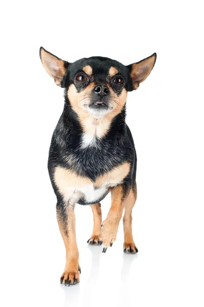 Chihuahua-Hund isoliert auf weiß — Stockfoto