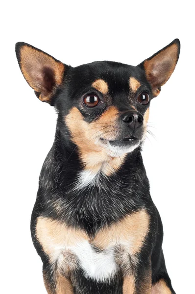 Chihuahua cão isolado em branco — Fotografia de Stock