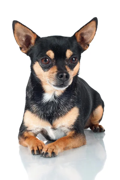 Chihuahua-Hund isoliert auf weiß — Stockfoto