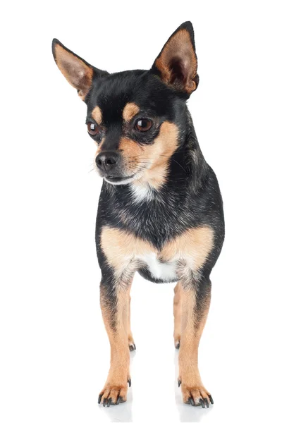 Chihuahua perro aislado en blanco —  Fotos de Stock