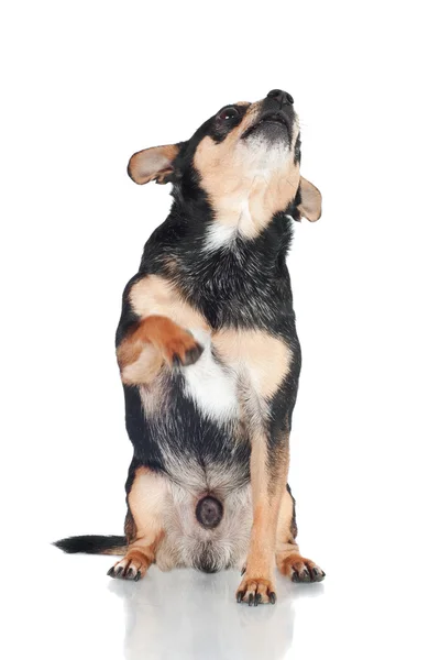 白に隔離されたChihuahua犬 — ストック写真