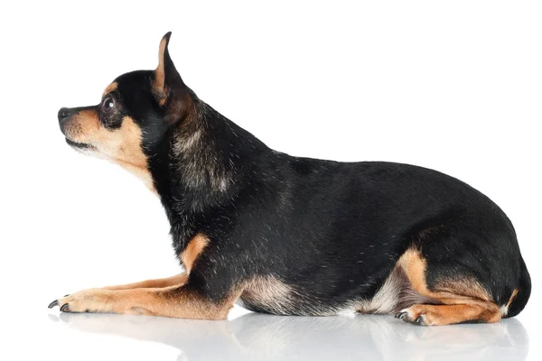 Собака чихуахуа ізольована на білому — стокове фото