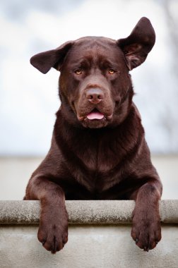 Labrador retriever köpek kulaklı hava