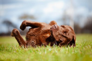 kahverengi labrador retriever köpek çim üzerinde haddeleme
