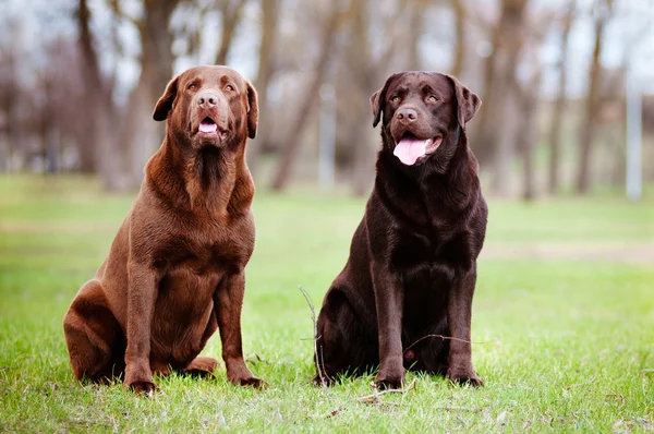 Iki kahverengi labrador retriever köpek — Stok fotoğraf