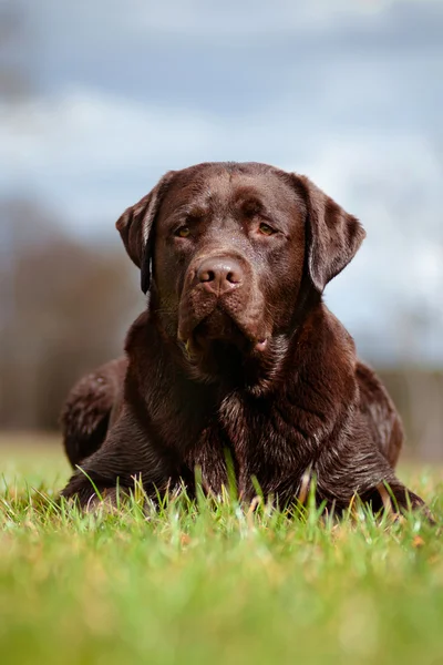 茶色のラブラドル ・ レトリーバー犬 — ストック写真