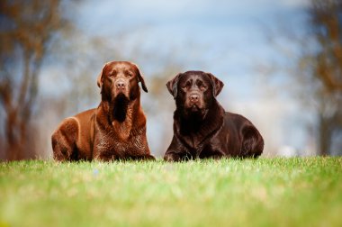 kahverengi labrador retriever köpek
