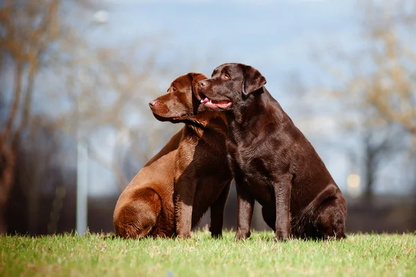 Cães labrador retriever marrom — Fotografia de Stock
