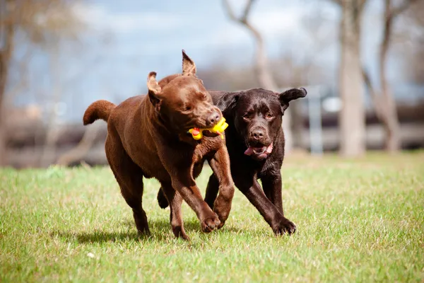 Brown labrador retriever dogs — Stock Photo, Image