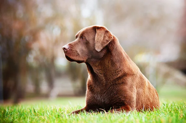 Brown Labrador Retriever cão — Fotografia de Stock
