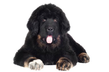 Tibetli mastiff köpek yavrusu