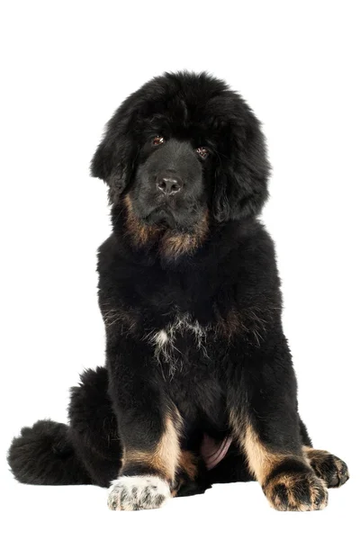 Tibetan mastiff puppy — Stock Photo, Image