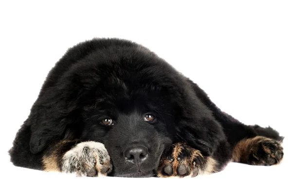 Tibetli mastiff köpek yavrusu — Stok fotoğraf