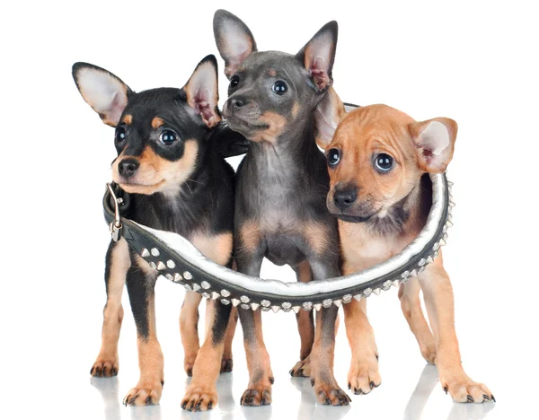 Russian toy puppies together — Stock Photo, Image