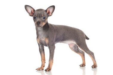 Rus oyuncak köpek yavrusu