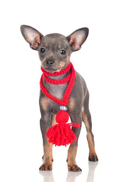 Ruso juguete perro cachorro — Foto de Stock