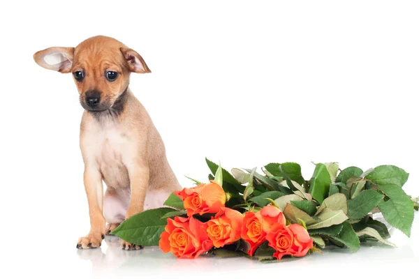 Russian toy dog puppy — Stock Photo, Image