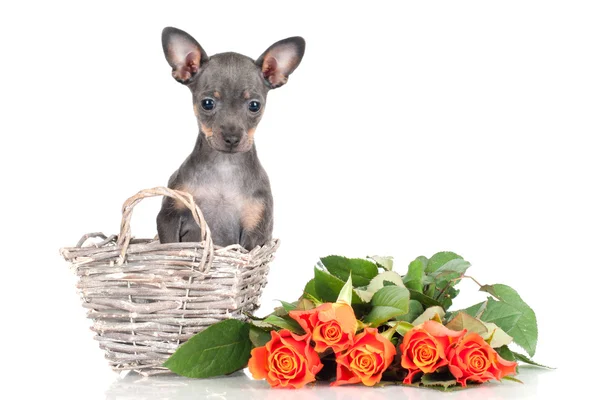 Rus oyuncak köpek yavrusu — Stok fotoğraf