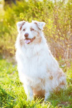 günbatımı ışığı açık havada içinde Avustralya çoban köpeği