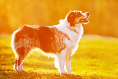günbatımı ışığı açık havada içinde Avustralya çoban köpeği