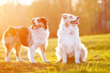 iki Avustralyalı çoban köpekleri gün batımı ışık
