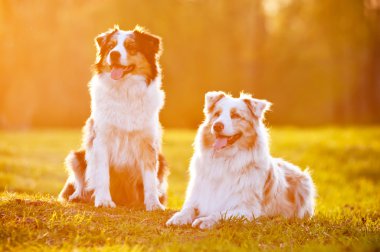 iki Avustralyalı çoban köpekleri gün batımı ışık
