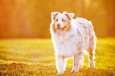 günbatımı ışığı açık havada içinde Avustralya çoban köpeği