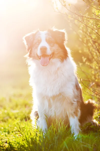 Australiano cão pastor ao ar livre na luz do pôr do sol — Fotografia de Stock