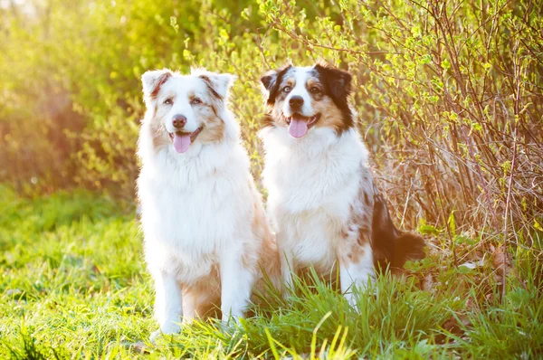 Twee australian shepherd honden in zonsondergang licht — Stockfoto