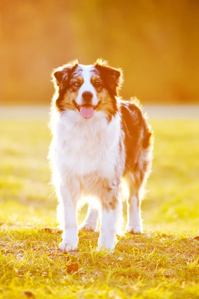 Australische herder buiten in zonsondergang licht — Stockfoto