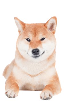 Shiba Inu köpek