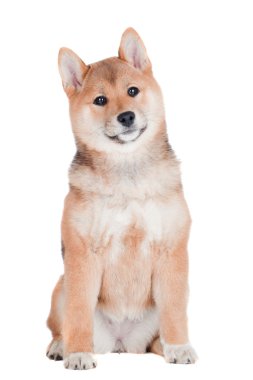 Shiba Inu köpek