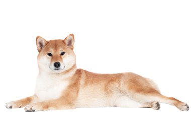 Shiba Inu köpek
