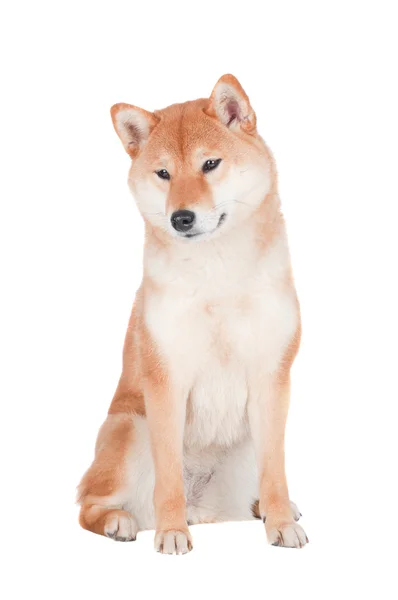 Shiba inu perro — Foto de Stock