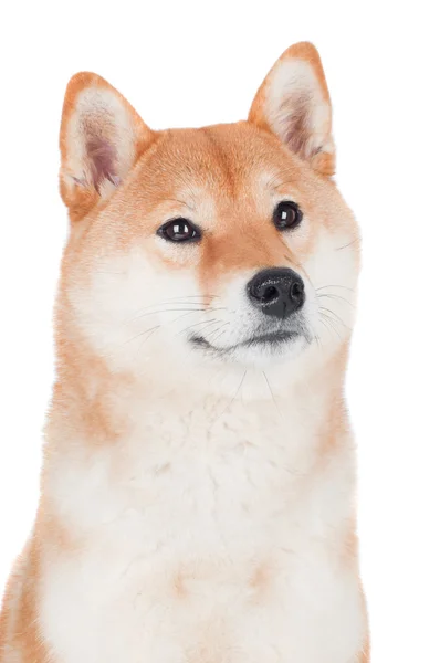 Shiba inu dog — Stock Photo, Image