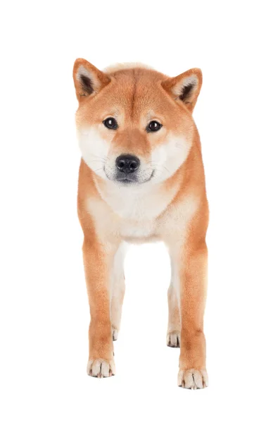 Shiba inu cão — Fotografia de Stock