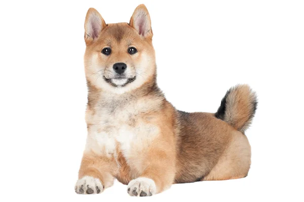 Shiba inu hond — Stockfoto