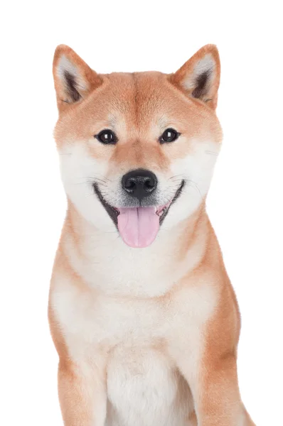 Shiba inu dog — стоковое фото