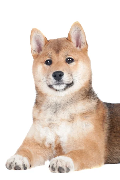 Shiba inu dog — Stock Photo, Image